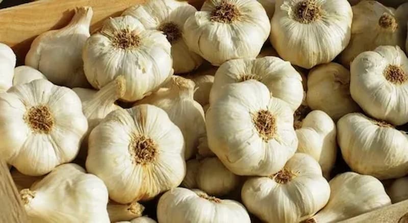 تصویر 1 از سیر اصفهان تند با عطری تیز و تندی متوسط